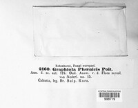 Graphiola phoenicis image